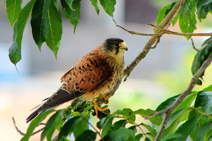 Madeira Raptors: Birdwatching Tour to See Buzzards and Falcons