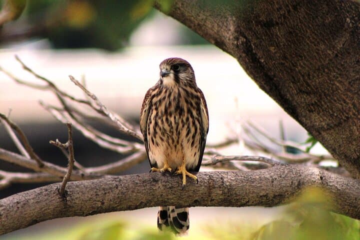 Madeira Raptors: Birdwatching Tour to See Buzzards and Falcons photo 2