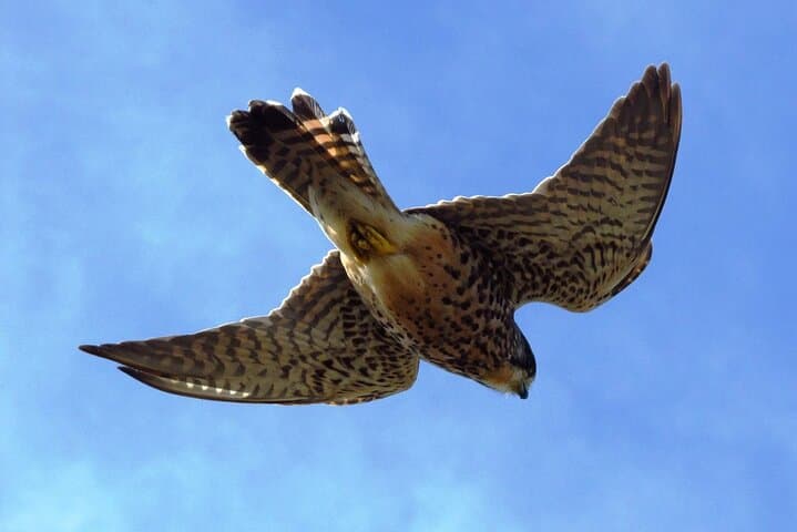 Madeira Raptors: Birdwatching Tour to See Buzzards and Falcons photo 3