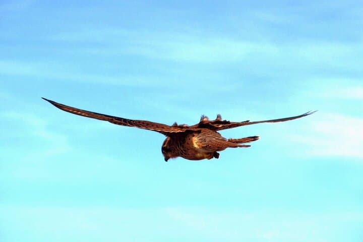 Madeira Raptors: Birdwatching Tour to See Buzzards and Falcons photo 4