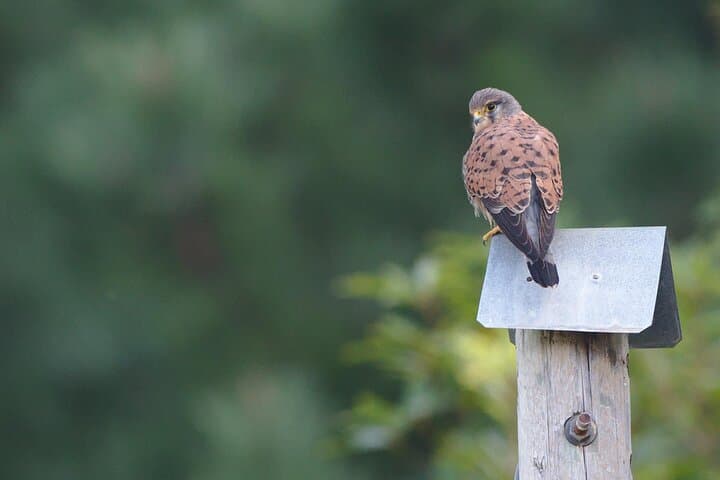 Madeira Raptors: Birdwatching Tour to See Buzzards and Falcons photo 5