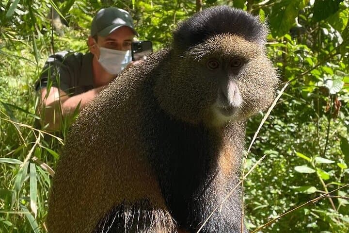 Golden Monkey Tracking in Volcanoes National Park — Guided Day Pass photo 3