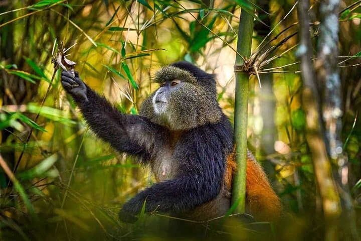 Golden Monkey Tracking in Volcanoes National Park — Guided Day Pass