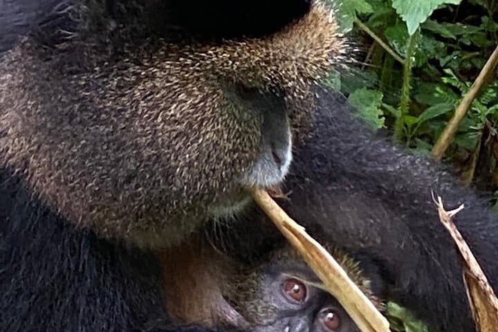 Golden Monkey Tracking in Volcanoes National Park — Guided Day Pass photo 5