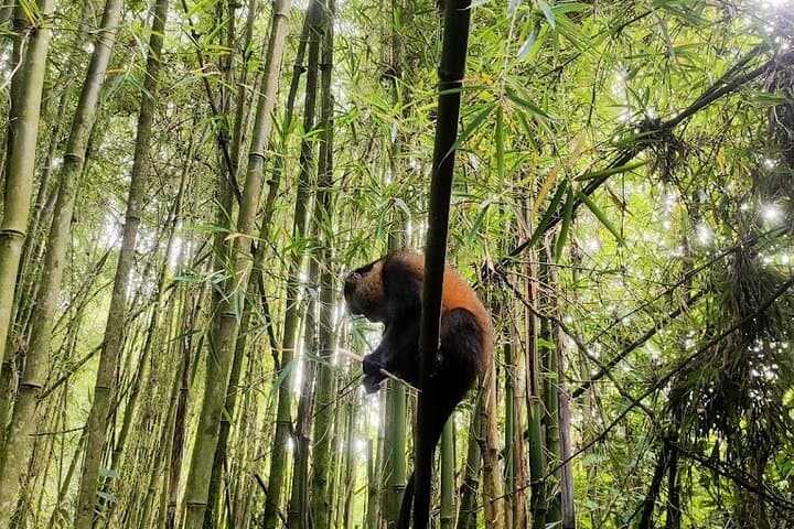 Golden Monkey Tracking in Volcanoes National Park — Guided Day Pass photo 6