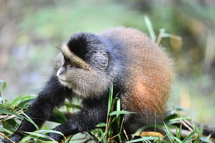 Golden Monkey Tracking in Volcanoes National Park — Guided Day Pass photo 2
