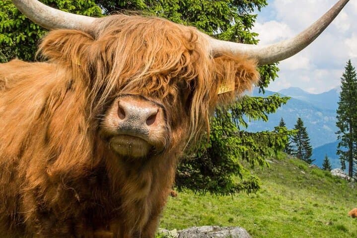 Glencoe Scenic Walk & Highlands Guided Day Tour from Glasgow photo 5