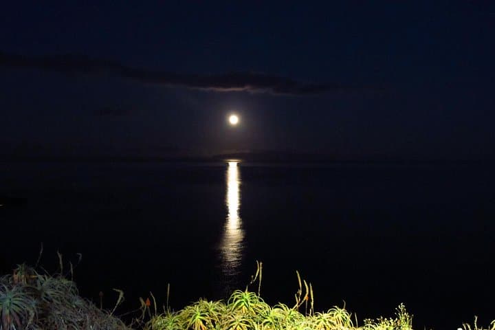 Madeira Barn Owl Night Walk: See the Endemic Madeiran Barn Owl photo 2