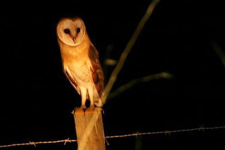 Madeira Barn Owl Night Walk: See the Endemic Madeiran Barn Owl