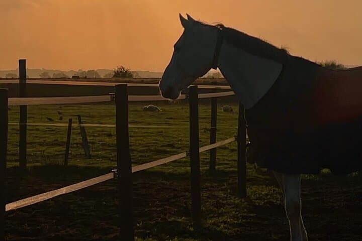 Horse Riding in Évora: Vineyard Trails & Alentejo Countryside photo 3