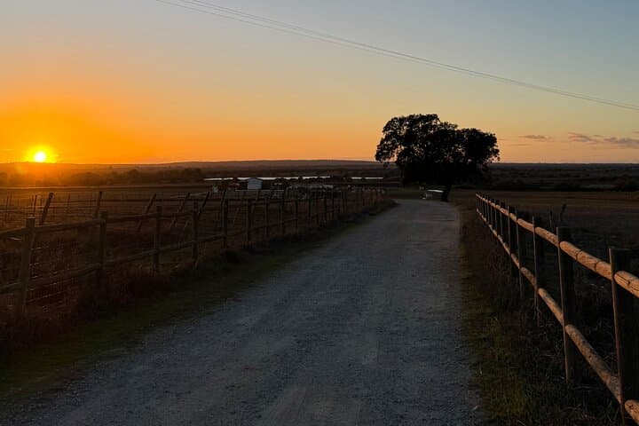 Horse Riding in Évora: Vineyard Trails & Alentejo Countryside photo 4