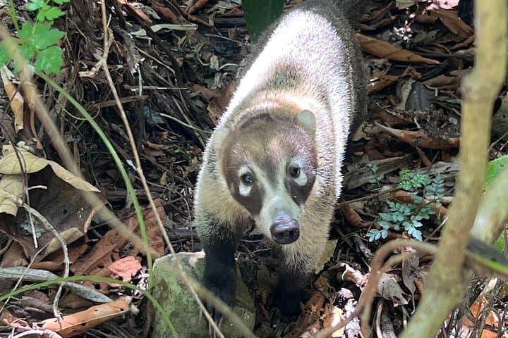 Panama Canal & Gatun Lake Rainforest Hike: Nature, History, and Monkey Islands photo 6