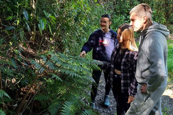 Arataki Conservation Tour: Guided Regenerating Forest Walk & Lavender Fields near Akaroa photo 5