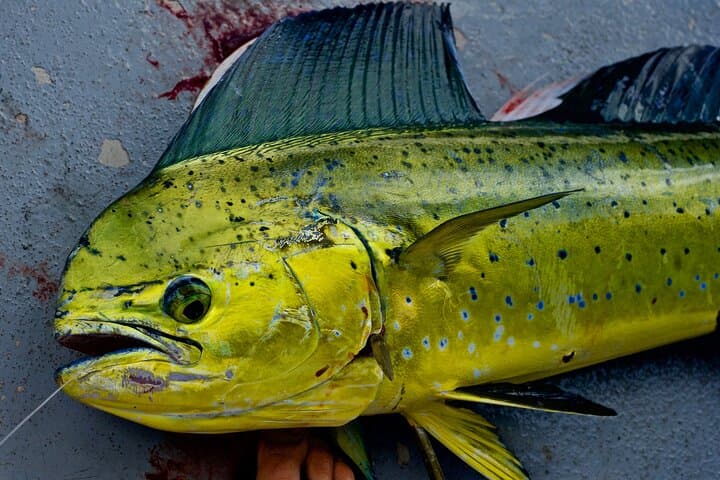 Private Deep-Water Fishing Off Kauai’s West Coast — Tuna, Ono & Marlin Charters photo 3