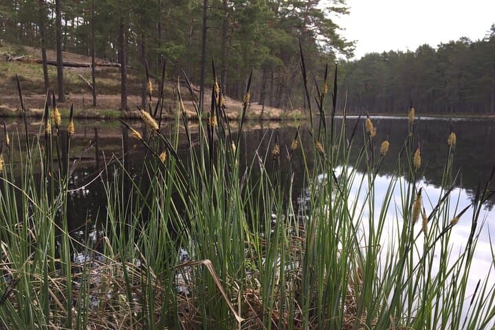 Hike Garezeri: Forest Trails to a Hidden Beach Near Riga photo 2