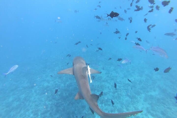 Half-Day Bora Bora Snorkel with Rays, Mantas & Coral Gardens photo 3