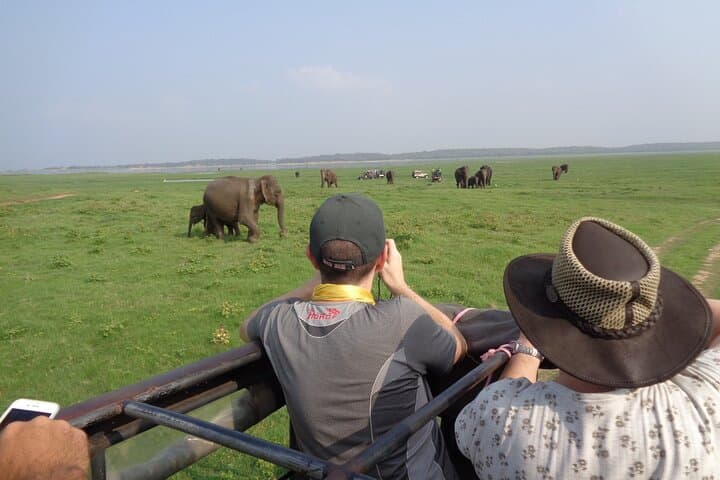 Kandy to Sigiriya, Dambulla & Minneriya Safari: A One-Day Private Tour Guide photo 6