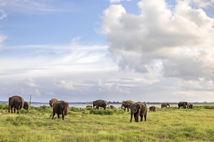 Kandy to Sigiriya, Dambulla & Minneriya Safari: A One-Day Private Tour Guide photo 2
