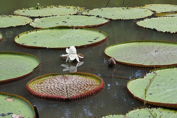 Private 4-Day Amazon Jungle Expedition from Leticia — Night Walks, Lake Dolphins & Indigenous Culture photo 4
