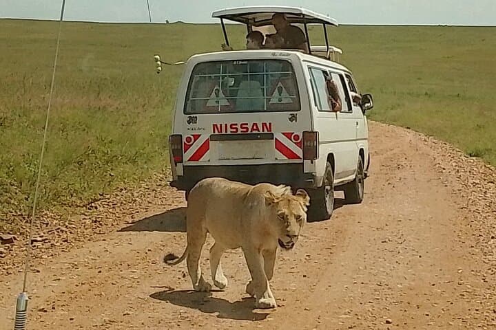 3-Day Maasai Mara Safari: Big Five Game Drives, Maasai Culture & Rift Valley Views