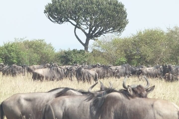 3-Day Maasai Mara Safari: Big Five Game Drives, Maasai Culture & Rift Valley Views photo 2
