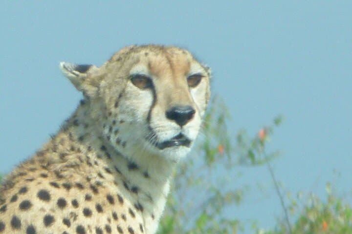 3-Day Maasai Mara Safari: Big Five Game Drives, Maasai Culture & Rift Valley Views photo 3