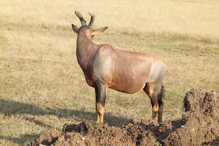 3-Day Maasai Mara Safari: Big Five Game Drives, Maasai Culture & Rift Valley Views photo 4