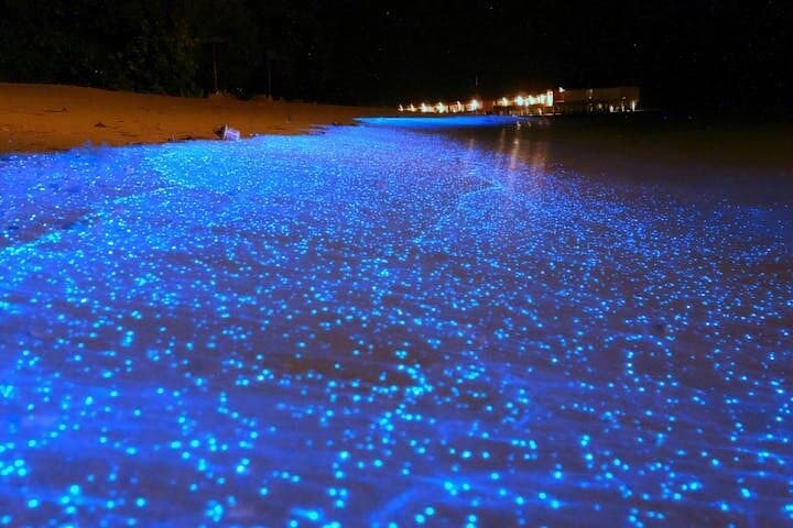 Night Glows: Fireflies and Blue Tears Boat Tour from Kuala Lumpur