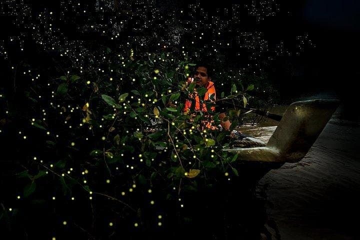 Night Glows: Fireflies and Blue Tears Boat Tour from Kuala Lumpur photo 2