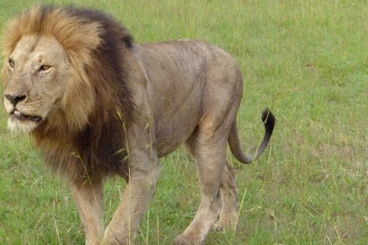 3-Day Maasai Mara Safari: Big Five Game Drives, Maasai Culture & Rift Valley Views photo 5