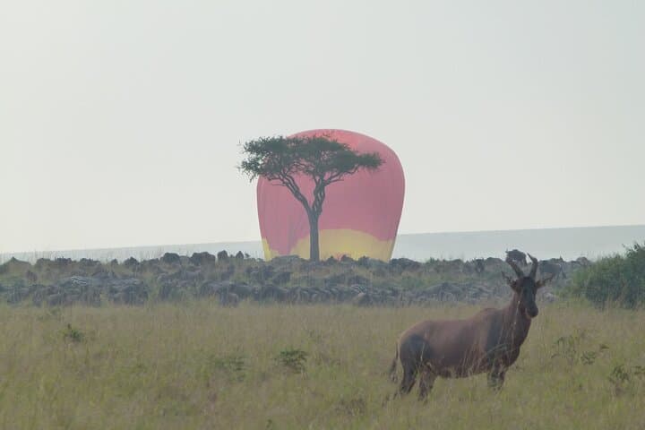 3-Day Maasai Mara Safari: Big Five Game Drives, Maasai Culture & Rift Valley Views photo 6