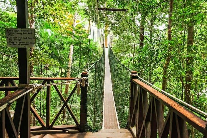 Taman Negara Jungle Odyssey: One-Day Rainforest Trek and Canopy Walk