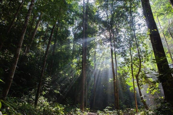 Taman Negara Jungle Odyssey: One-Day Rainforest Trek and Canopy Walk photo 4
