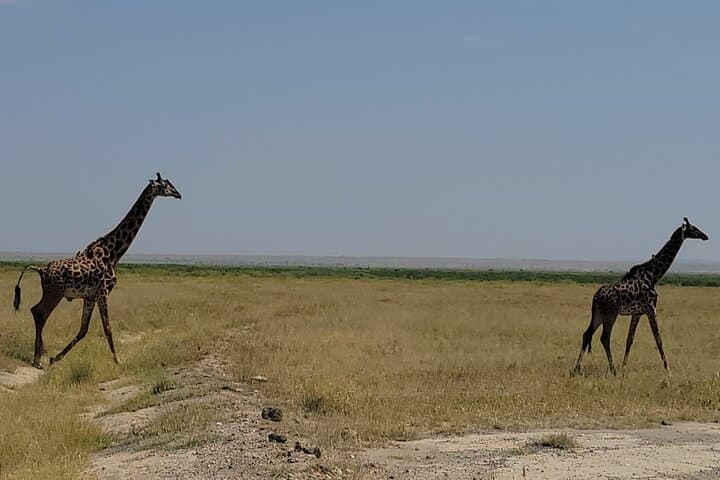 2-Day Amboseli Safari: Kilimanjaro Sunrises & Iconic Elephant Herds photo 3