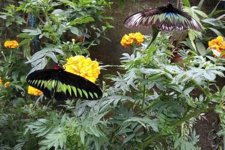 Cameron Highlands Day Tour: Tea Gardens, Waterfalls & Strawberry Farms photo 2