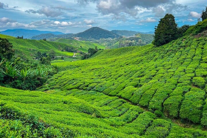 Cameron Highlands Day Tour: Tea Gardens, Waterfalls & Strawberry Farms photo 1