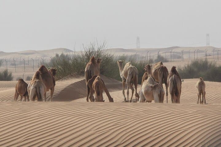 Al Ain Day Trip: Jebel Hafeet, Oasis & Camel Market with Buffet Lunch photo 3