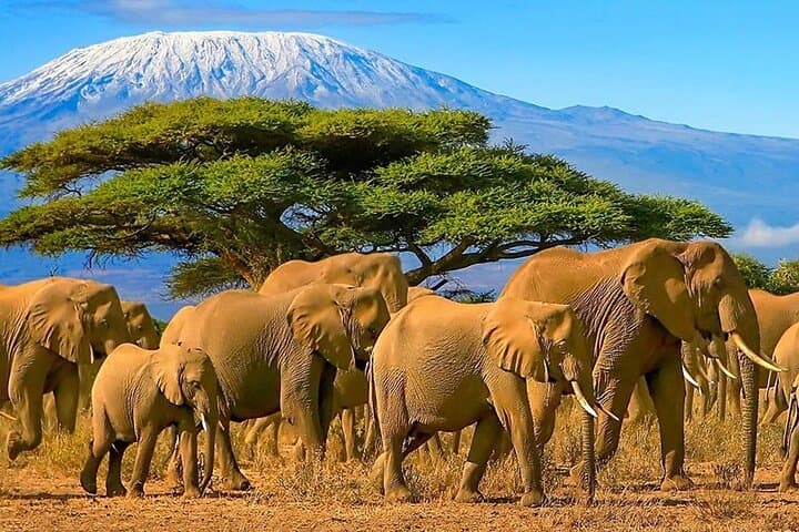 8-Day Kenya & Tanzania Wildlife Safari — Amboseli to Serengeti via Ngorongoro photo 4