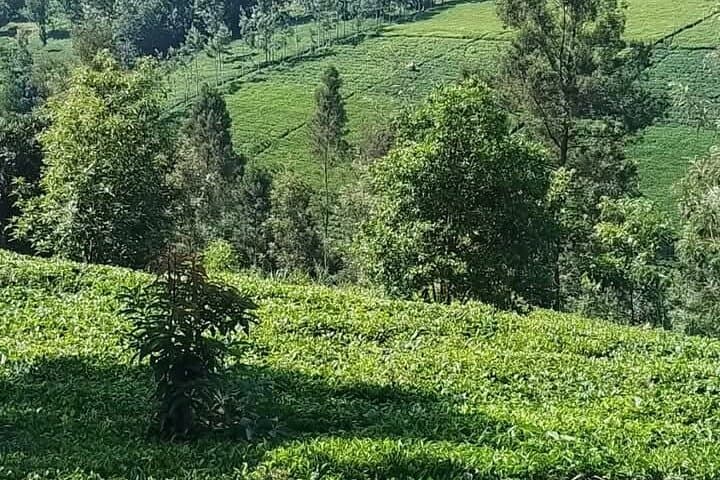 Limuru Tea Farm Day Trip from Nairobi — Kiambethu Tea & Forest Walk
