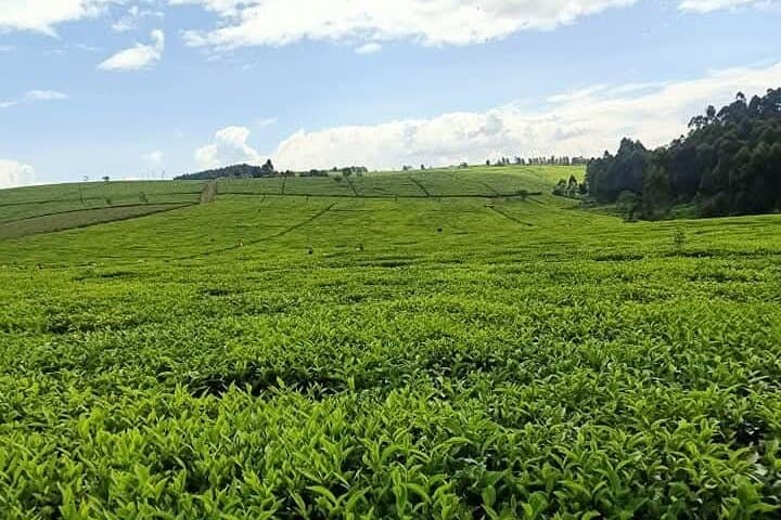 Limuru Tea Farm Day Trip from Nairobi — Kiambethu Tea & Forest Walk photo 3