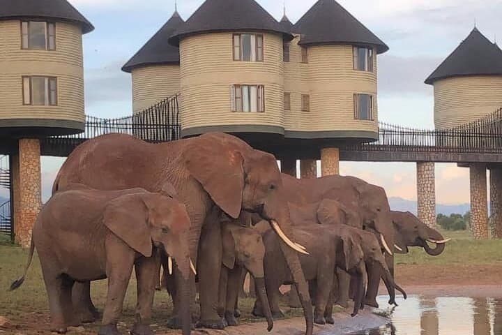 2-Day Taita Hills Safari from Nairobi — Overnight at Salt Lick Lodge photo 1