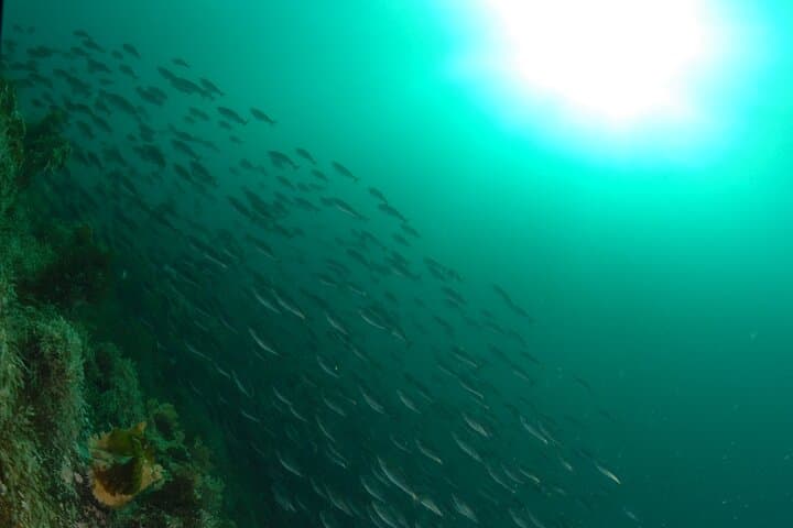 First-Time Scuba in Lofoten: Intro Dive into Arctic Kelp Forests photo 6