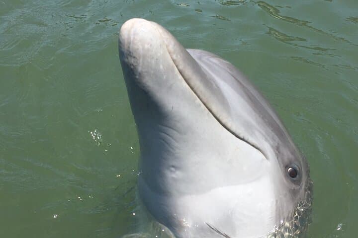 Private Dolphins and Daufuskie Island Stop Tour from Hilton Head