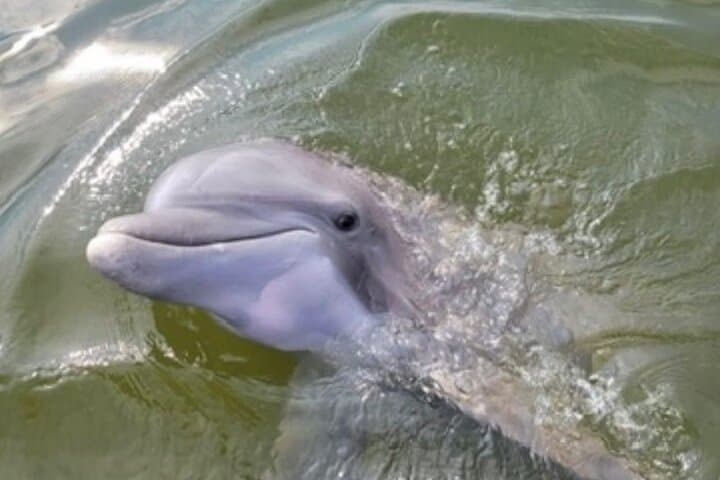 Private Dolphins and Daufuskie Island Stop Tour from Hilton Head photo 5
