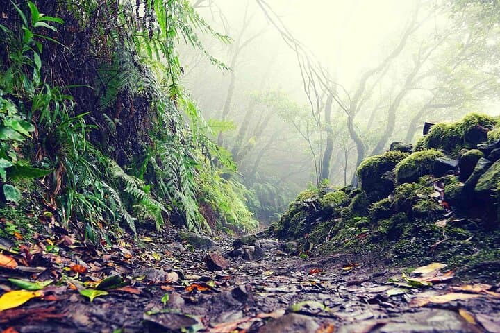 Magic Forest Hike in Tenerife: Guided Laurisilva Walk in Teno Rural Park