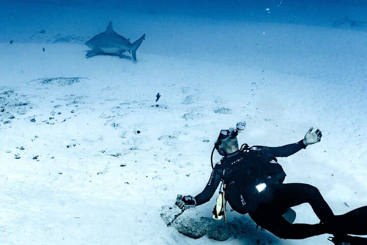 Bull Shark Dive in Playa del Carmen: Dive Machine Shark Point Adventure photo 2