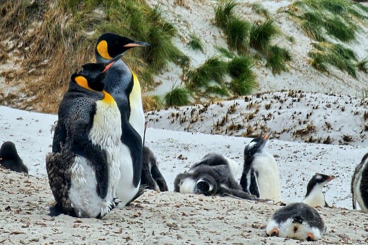 Bertha's Beach & Gypsy Cove Penguin Tour — Falkland Islands Gentoo Encounters photo 1