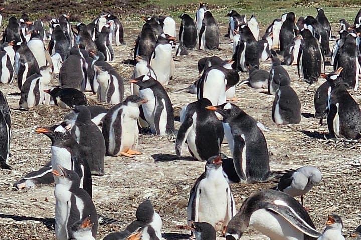 Bertha's Beach & Gypsy Cove Penguin Tour — Falkland Islands Gentoo Encounters photo 2