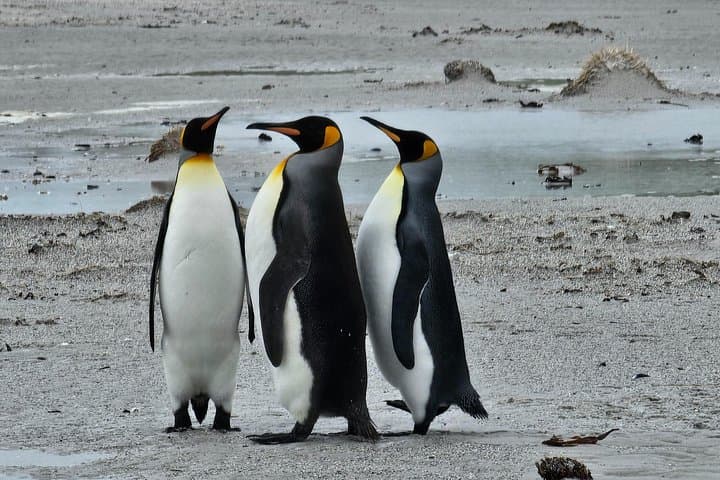 Bertha's Beach & Gypsy Cove Penguin Tour — Falkland Islands Gentoo Encounters photo 3