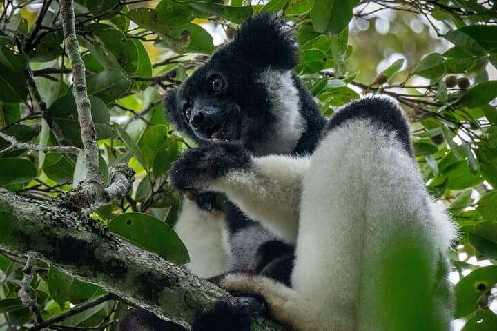 Andasibe National Park Day Trip: Indri Encounters & Vakona Lemur Reserve photo 3